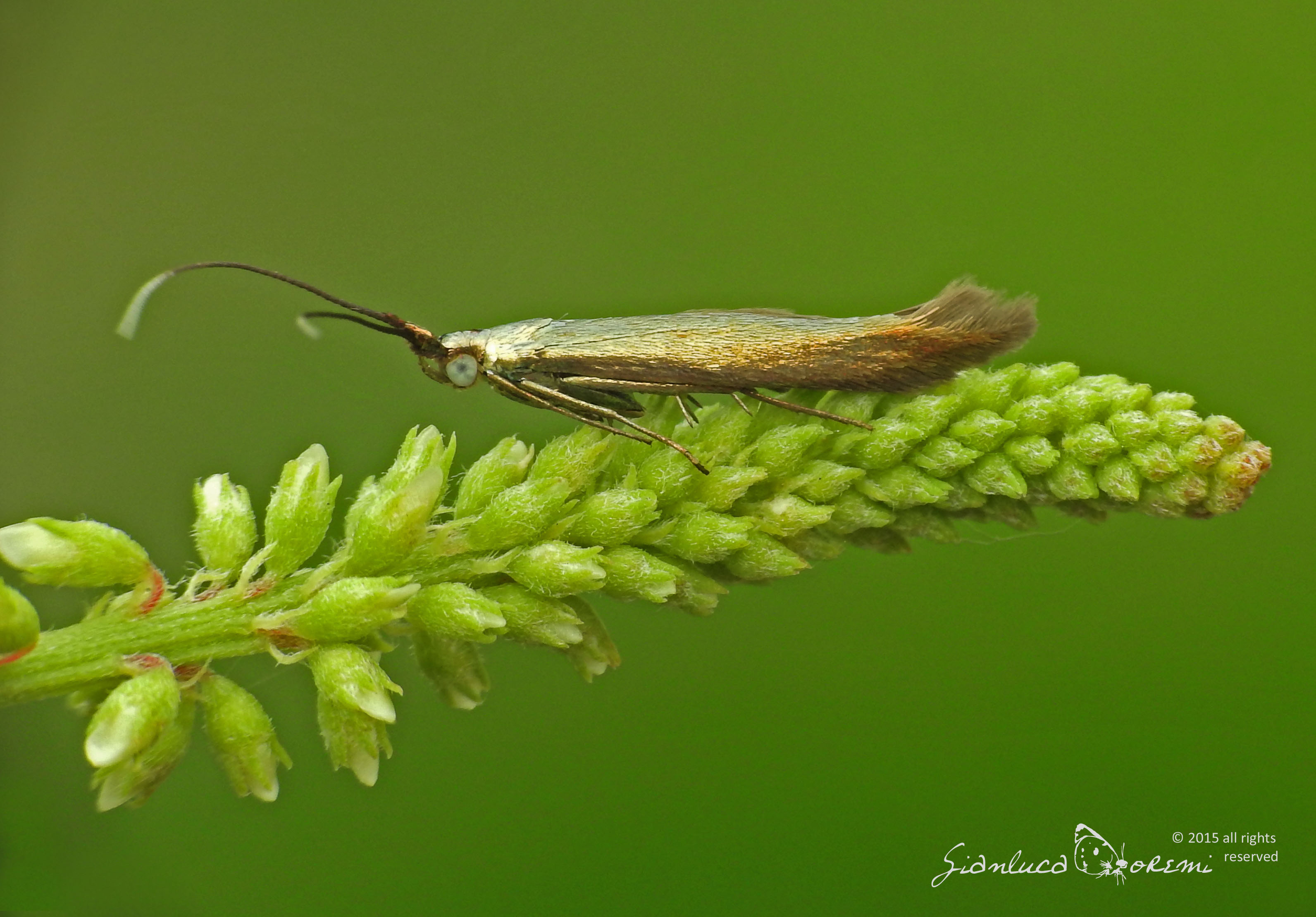 Coleophora trifolii