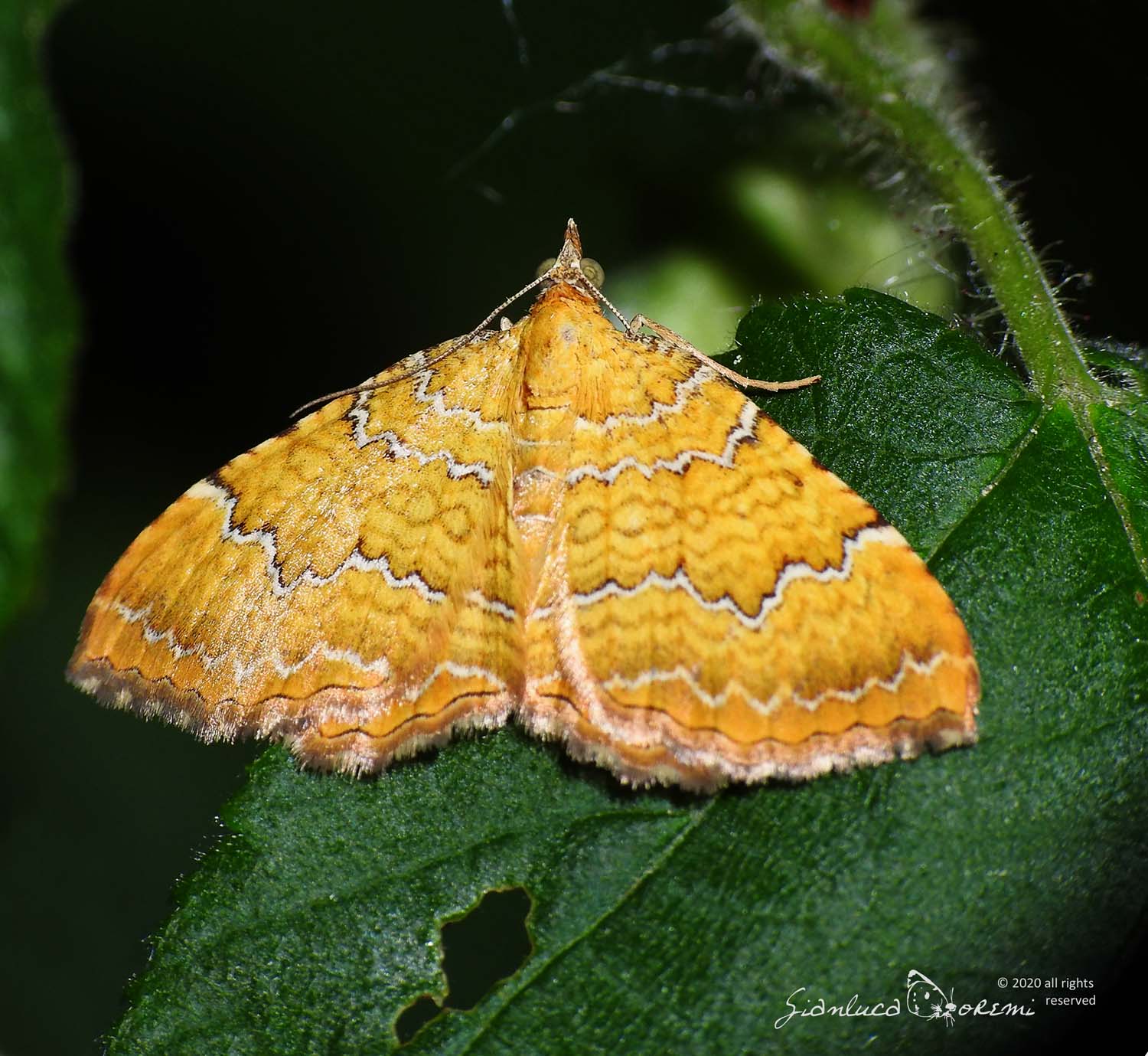 Camptogramma bilineata