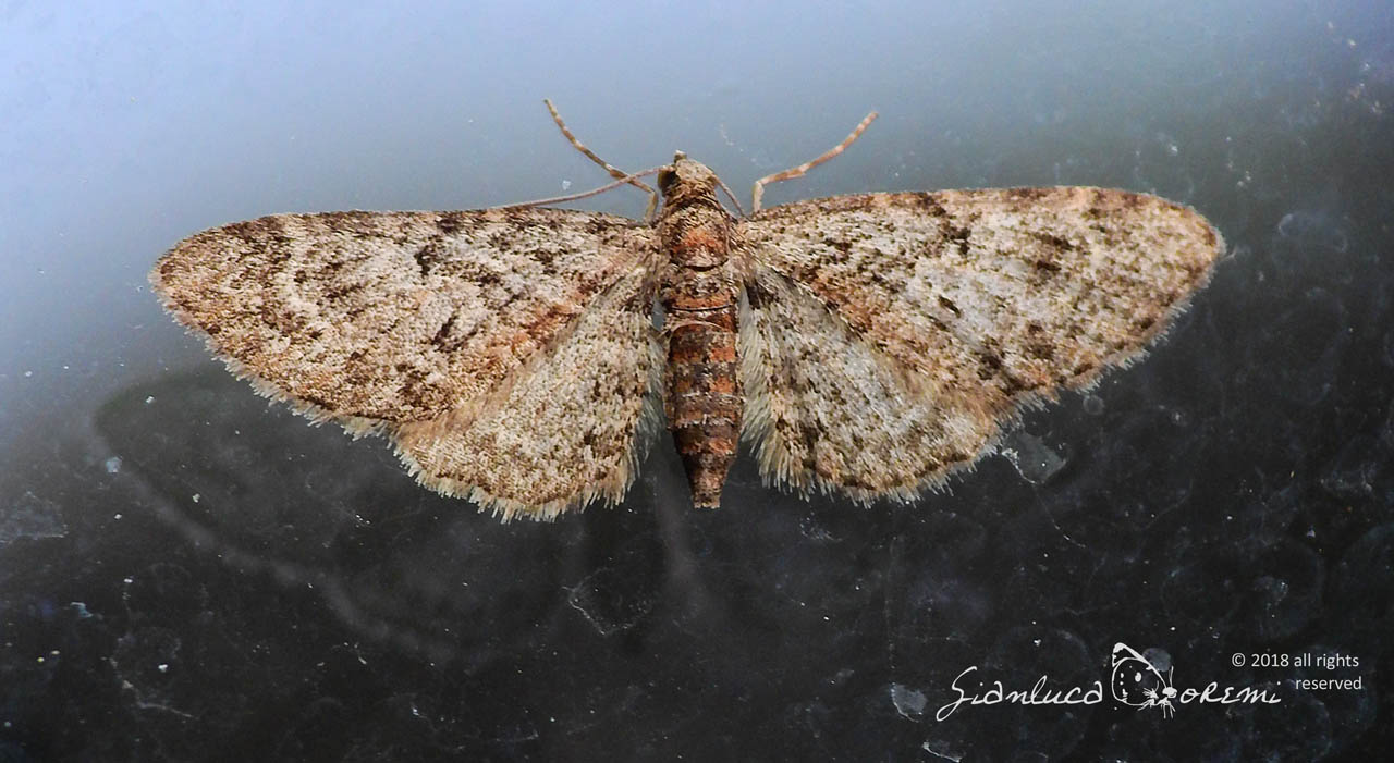 Eupithecia abbreviata