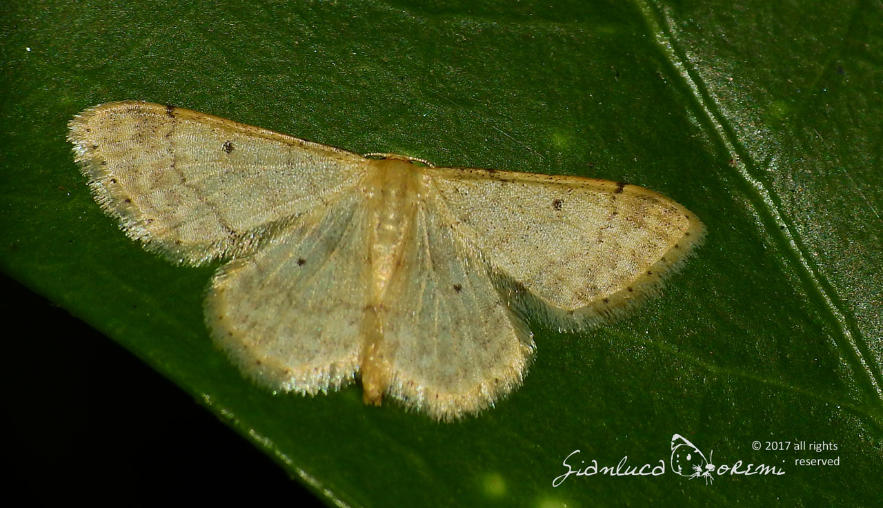 Idaea biselata