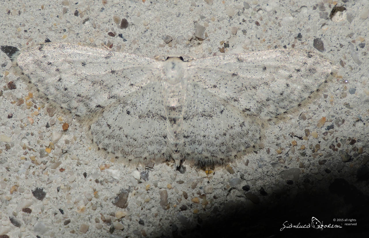 Idaea seriata