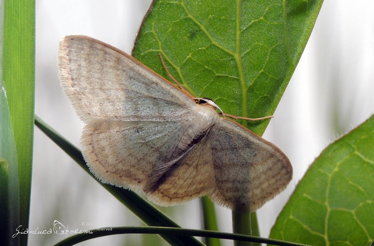 Idaea subsericeata