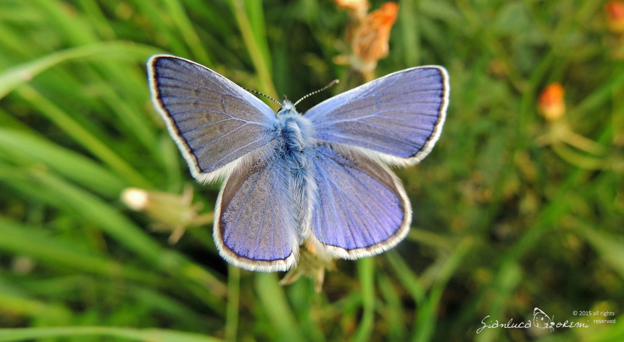 Polyommatus icarus