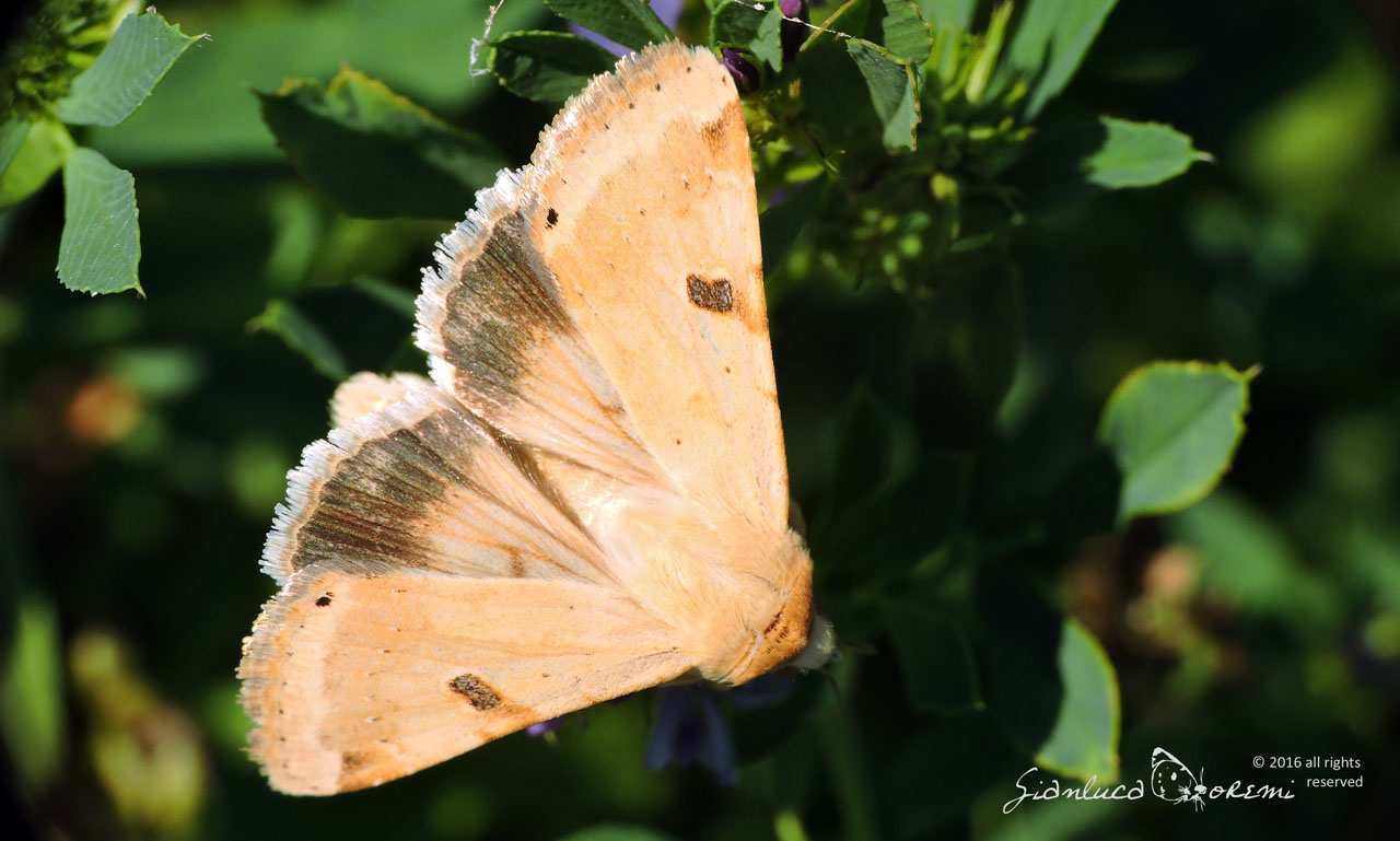 Heliothis peltigera