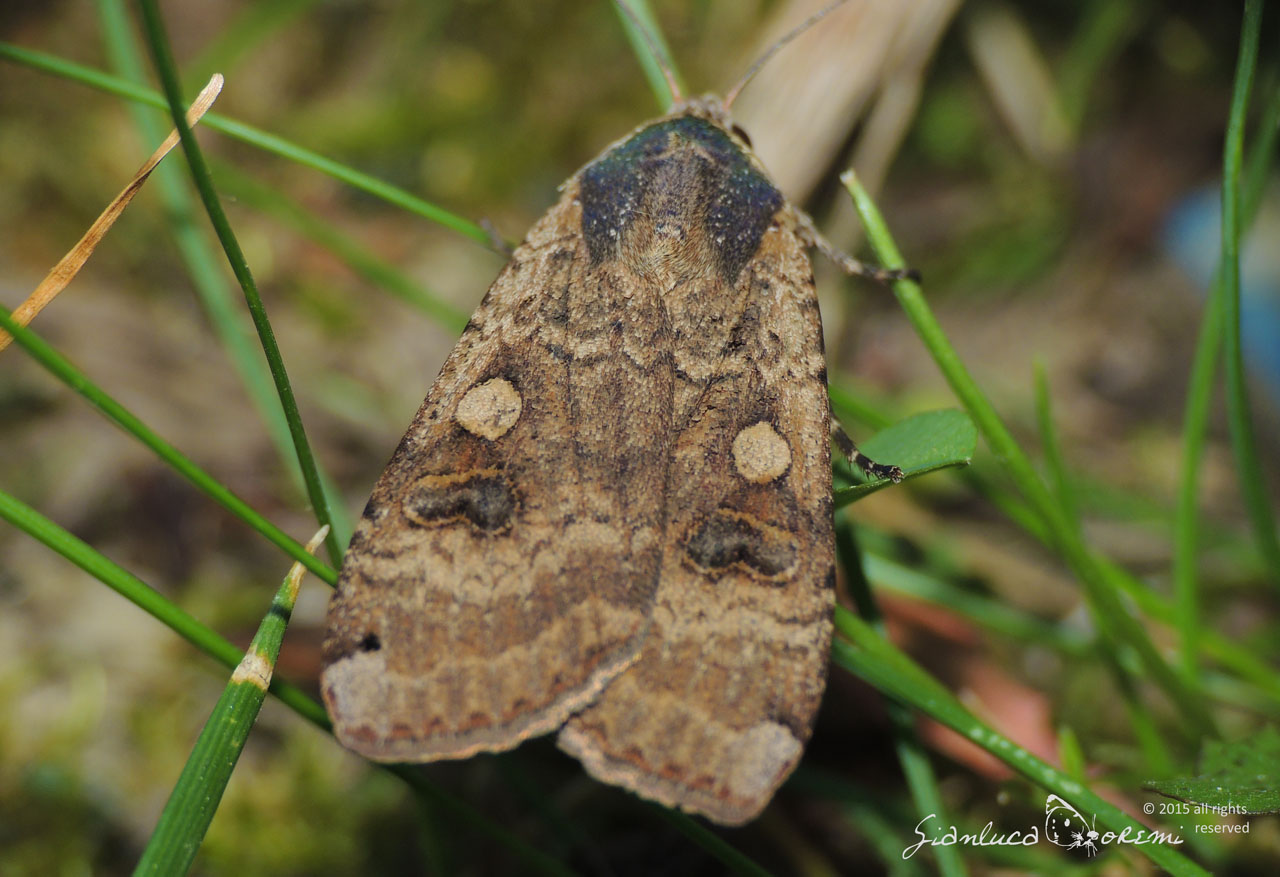 Noctua pronuba