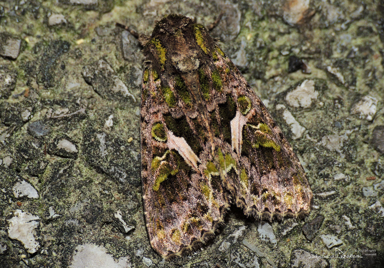 Trachea atriplicis