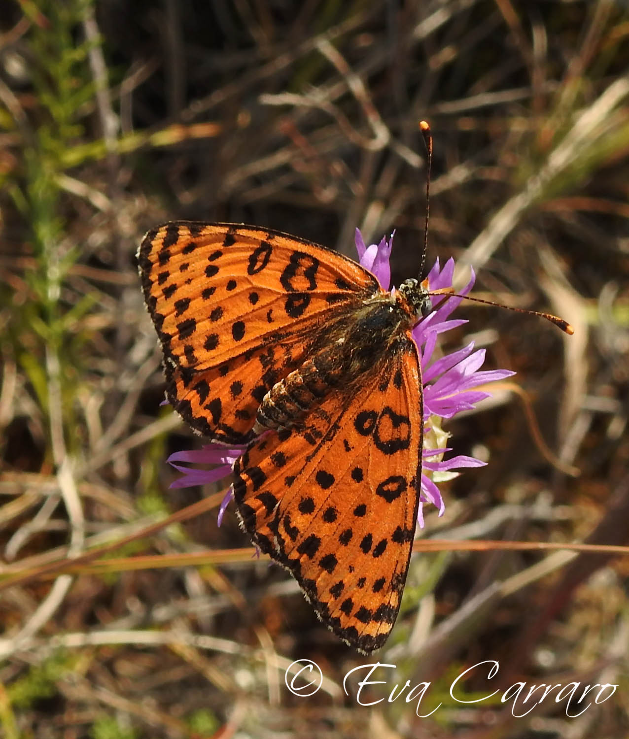 Melitaea didyma Melitaea didyma