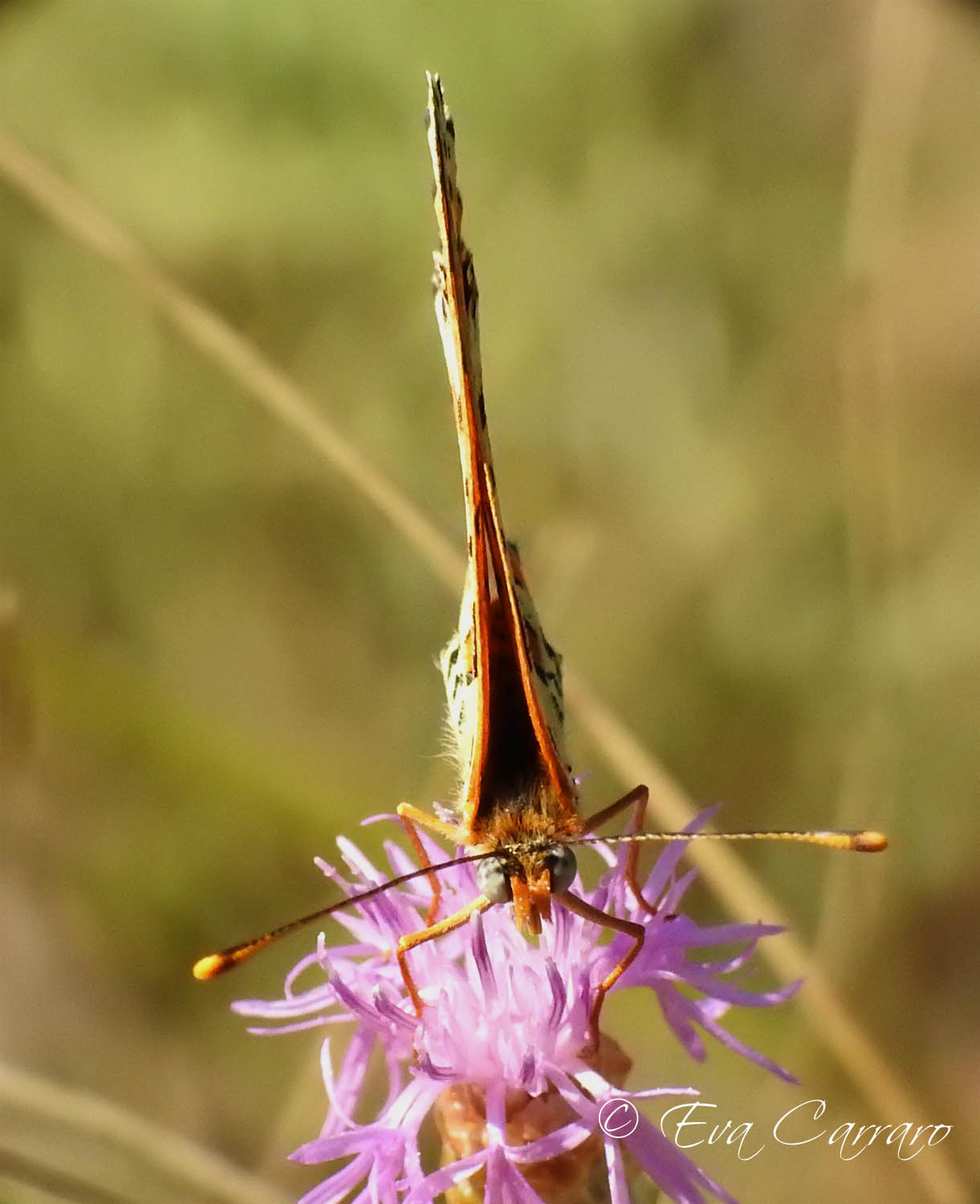 Melitaea didyma