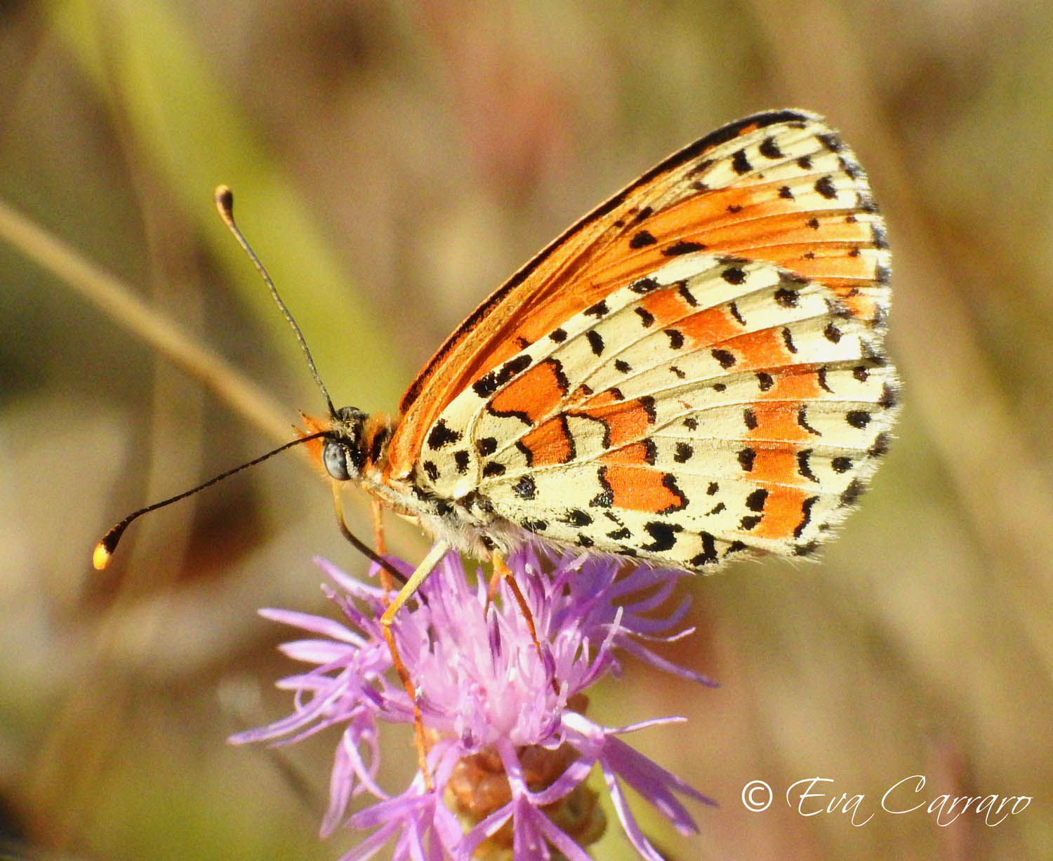 Melitaea didyma