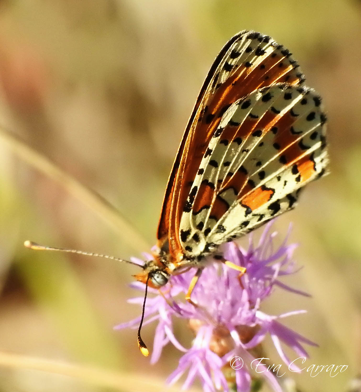 Melitaea didyma