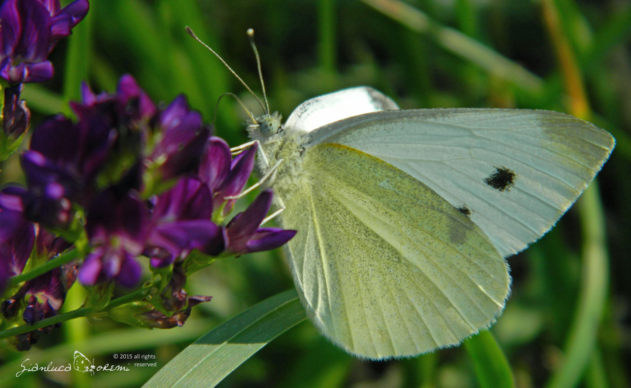 Pieris rapae