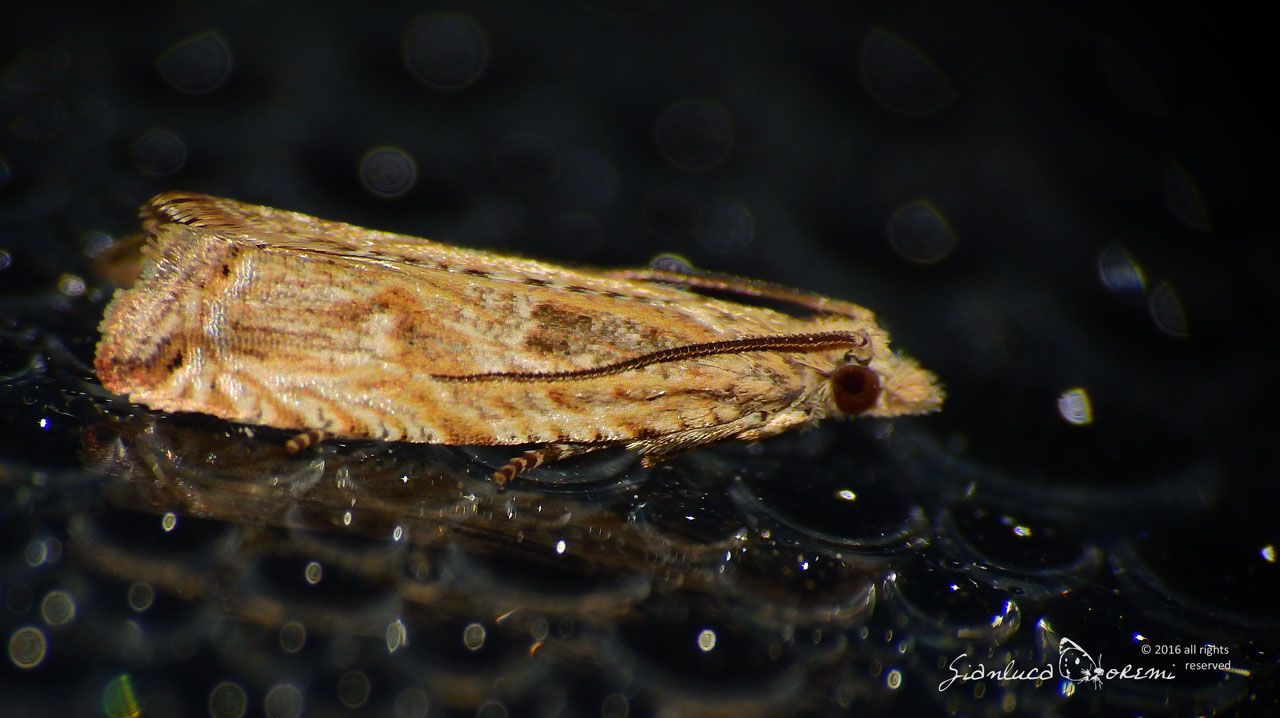 Bactra lancealana Bactra lancealana