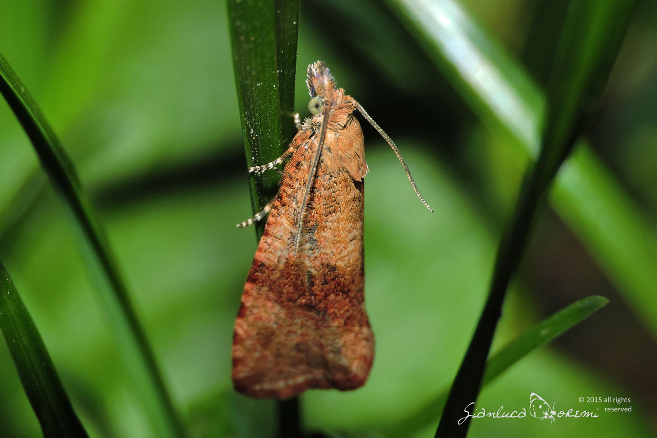 Celypha striana